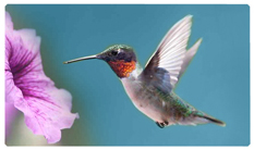 DNSEMP-C-028 Humming Bird 2